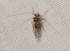 Teliapsocus