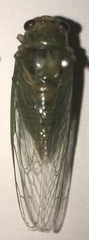 Okanagana viridis