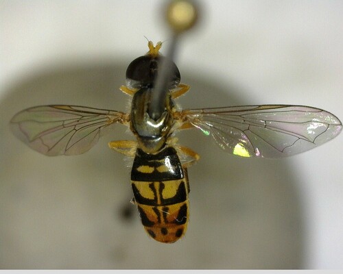 iNaturalist observation photo of Margined Calligrapher