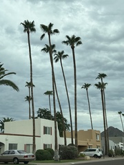 Washingtonia robusta