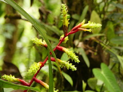 Guzmania xanthobractea