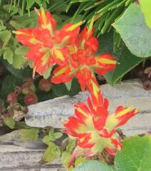 Castilleja litoralis