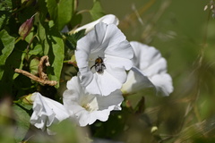 Calystegia sepium