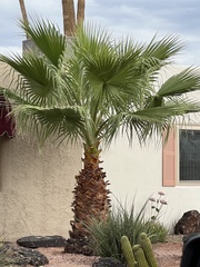 Washingtonia filifera