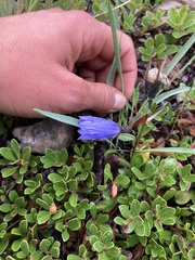Campanula lasiocarpa
