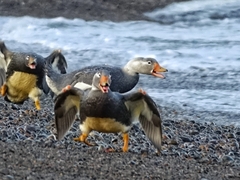 Tachyeres leucocephalus