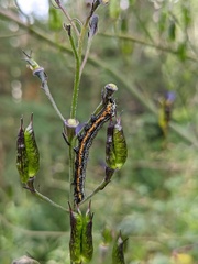 Pyrrhia