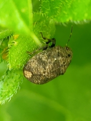 Sphyrocoris obliquus