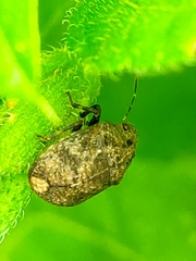 Sphyrocoris obliquus