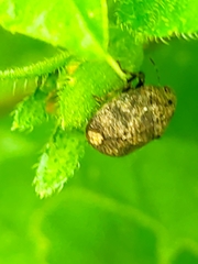 Sphyrocoris obliquus