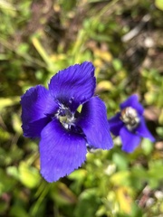 Gentianopsis thermalis