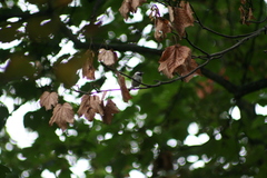 Poecile atricapillus