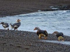 Tachyeres leucocephalus