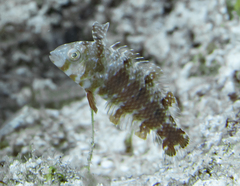 Xyrichtys splendens