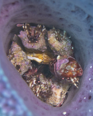 Phimochirus holthuisi