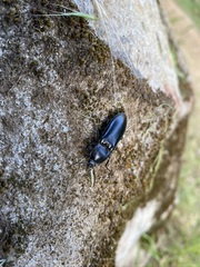 Melanactes densus