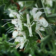 Salvia austriaca