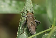 Pachylis tenuicornis
