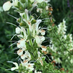 Salvia austriaca
