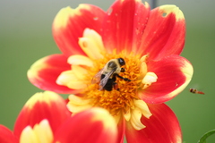 Bombus impatiens