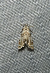 Eoparargyractis