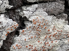 Haematomma persoonii