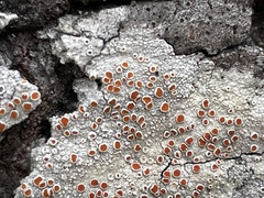 Haematomma persoonii