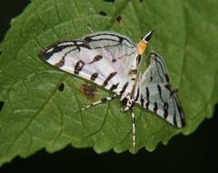 Conchylodes platinalis