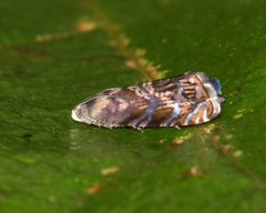 Grapholita prunivora