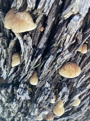 Crepidotus eucalyptorum