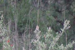 Empidonax fulvifrons