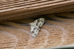 Melanomma auricinctaria