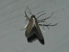 Schreckensteinia erythriella