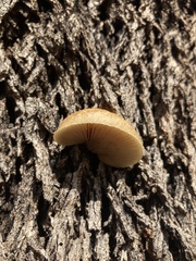 Crepidotus eucalyptorum