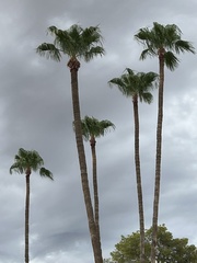 Washingtonia robusta