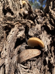 Crepidotus eucalyptorum
