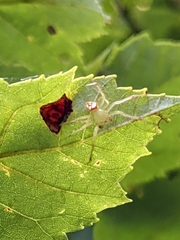Araneus guttulatus