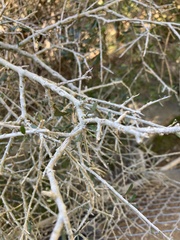 Melicytus angustifolius