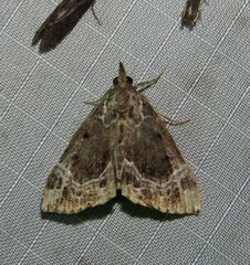 Hypena abalienalis