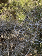 Melicytus angustifolius