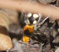 Dasymutilla munifica