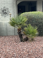 Washingtonia robusta