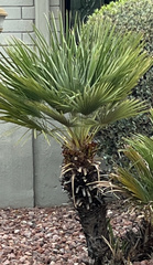 Washingtonia robusta