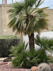 Washingtonia robusta