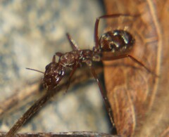 Camponotus coruscus