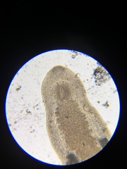 Macrostomum tuba