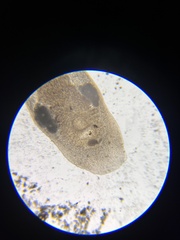 Macrostomum tuba