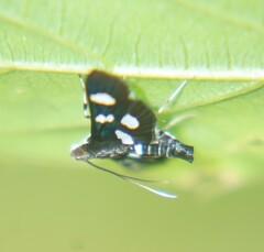 Desmia octomaculalis