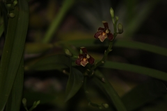 Prosthechea livida