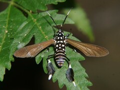 Horama plumipes